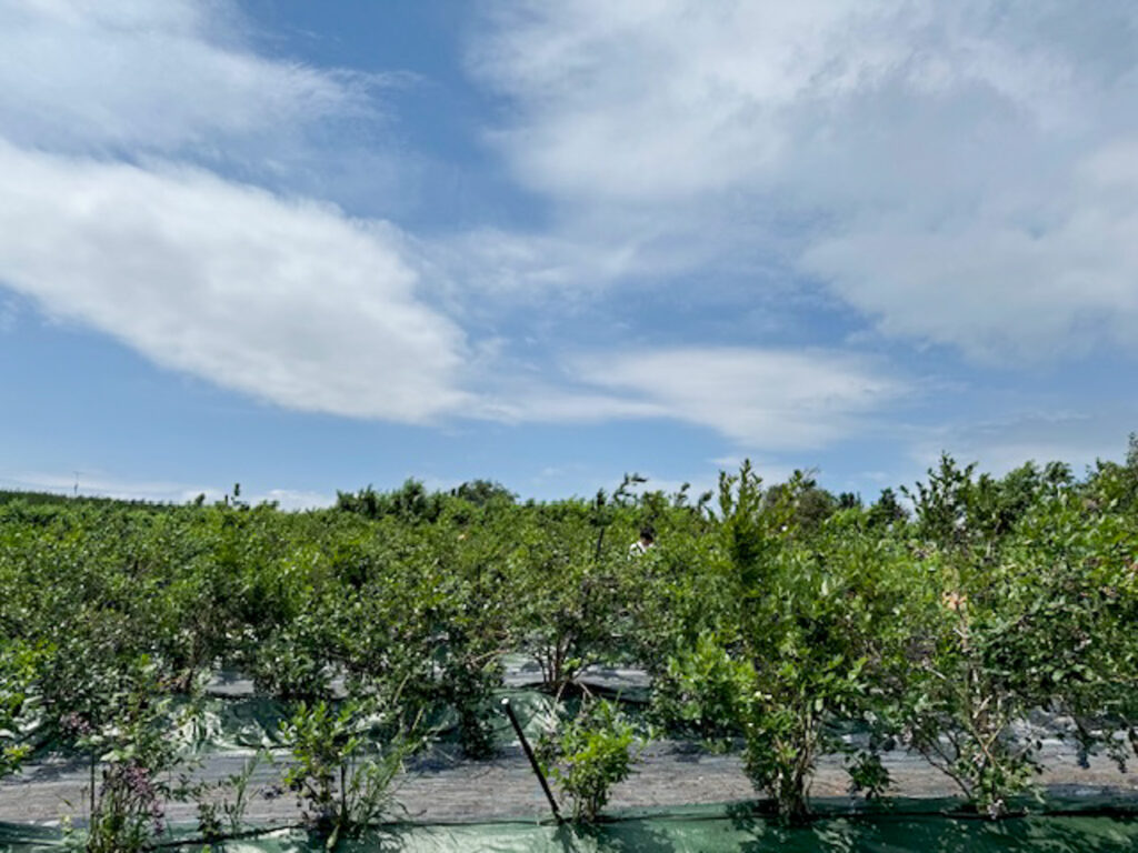 北海道での果物狩りおすすめニトリ観光果樹園(余市町)畑の写真