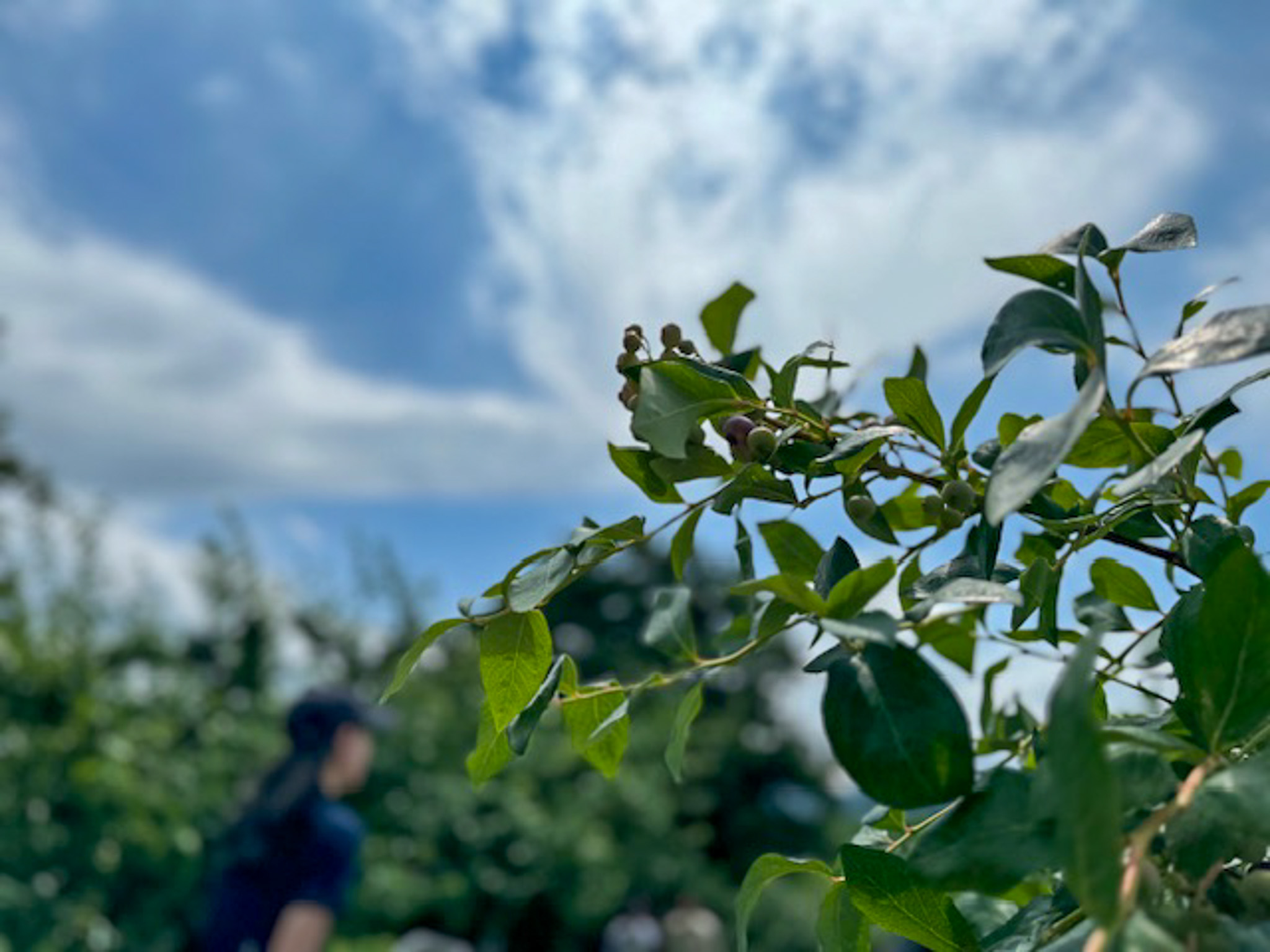 北海道での果物狩りおすすめニトリ観光果樹園（余市町）